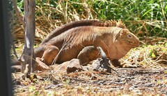 Microlophus indefatigabilis