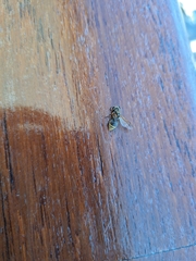 Brachygastra lecheguana