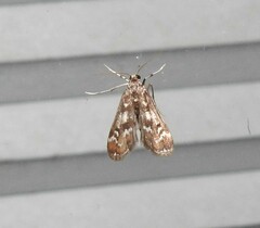 Hygraula nitens