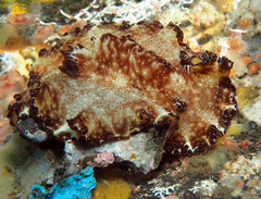 Discodoris boholiensis