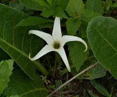 Jaborosa integrifolia