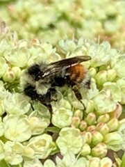 Bombus sylvicola