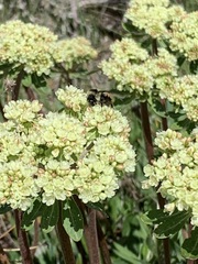 Bombus sylvicola