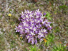 Gentianella cerastioides