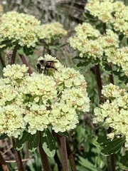 Bombus sylvicola