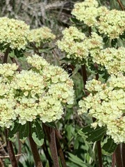 Bombus sylvicola