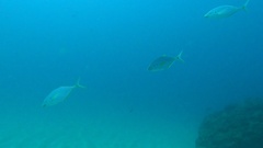 Pseudocaranx dentex
