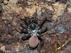 Antrodiaetus unicolor