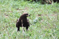 Hieraaetus wahlbergi