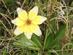 Bidens andicola