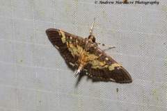 Uresiphita quinquigera