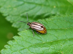 Disonycha bicarinata