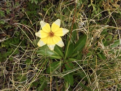Bidens andicola