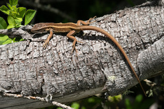 Liolaemus cyanogaster