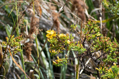 Hypericum laricifolium