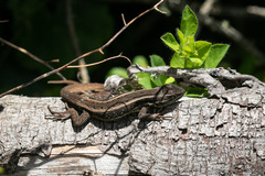 Liolaemus cyanogaster