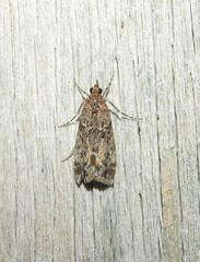 Eudonia submarginalis