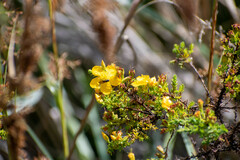 Hypericum laricifolium