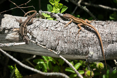 Liolaemus cyanogaster