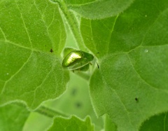 Plagiometriona herbea