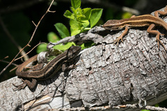 Liolaemus cyanogaster