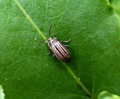 Disonycha bicarinata