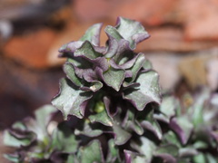 Obolaria virginica