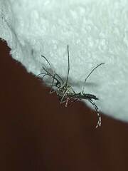 Aedes aegypti