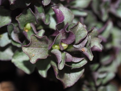 Obolaria virginica