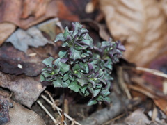 Obolaria virginica