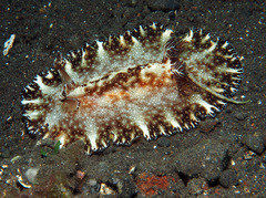 Discodoris boholiensis