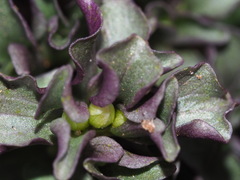 Obolaria virginica