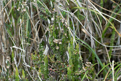 Baccharis genistelloides