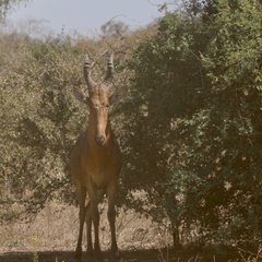 Alcelaphus buselaphus lelwel