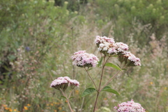 Stevia