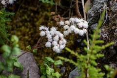 Ageratum corymbosum
