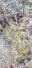 Polypodium californicum