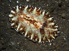 Discodoris boholiensis