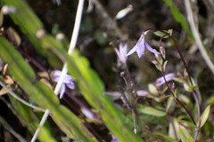 Gentianella rapunculoides