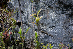 Epidendrum oxycalyx