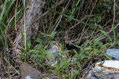 Atlapetes pallidinucha