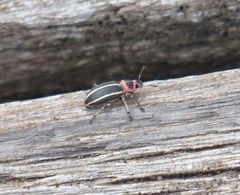 Eudiagogus episcopalis