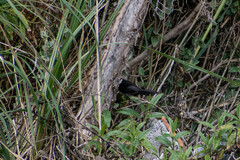 Atlapetes pallidinucha