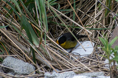 Atlapetes pallidinucha