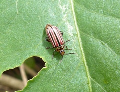 Disonycha bicarinata