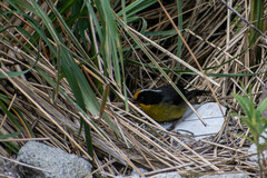 Atlapetes pallidinucha