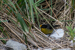 Atlapetes pallidinucha