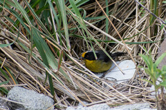 Atlapetes pallidinucha