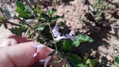 Salvia scabra