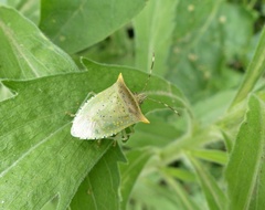 Arvelius albopunctatus